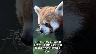 レッサーパンダの面白い雑学５選 #動物 #雑学 #レッサーパンダ #shorts