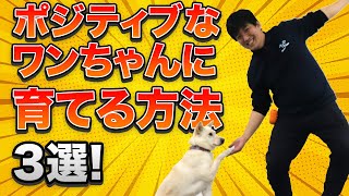 ポジティブなワンちゃんに育てる方法3選！無気力なワンちゃんややる気のないワンちゃんを変えましょう！