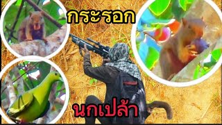 ยิงกระรอก,นกเปล้ากินผลไม้ต้นไฮเหลือง