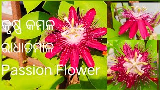 Passion Flower || କୃଷ୍ଣ କମଳ || Passiflora 🌸 Gardening Tips