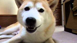 柴犬うまうま歯磨きガム♪