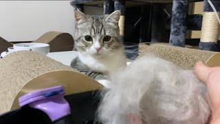 自慢のもふ毛を大量に刈られてちっちゃくなっちゃった猫…笑！