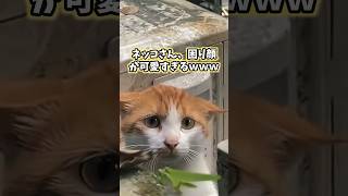 ネッコの動画見てニヤけたら負けwww #猫 #猫のいる暮らし #ペット #可愛い #癒し #2ch動物スレ