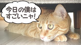 茶トラ猫 チャチャ丸の日常「全力で遊ぶチャチャ丸君！」- Chachamaru (Orange tabby) daily life -