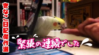 雛きなこ お迎え初日の夜と初めての朝 cockatiel【オカメインコのきなこ】