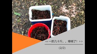 wild crawfish Spain 西班牙野生小龙虾 ， 一抓几十斤。。爆桶了！ (2/2)