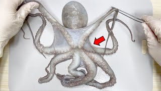 What's Inside an Octopus ? - Octopus Dissection