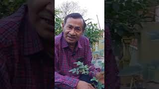 অতীন বসুর কাছে গোলাপ গাছ বসানো শিখুন||Rose Potting||Atin Basu||#short||#soonjibany||