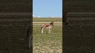 Herd of Tibetan Wildass