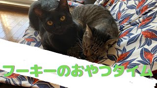 【黒猫,キジ猫】フーキーのおやつタイム