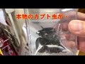 【昆虫食ブーム？！】マニアの方ドンキーホーテへ急げ！【カブト虫の昆虫食】売ってまっすよ！うっすら塩味だそうです・・・