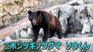 ニホンツキノワグマ　ソウくん　Japanese black bear(ニホンツキノワグマ)　〜 多摩動物公園 〜