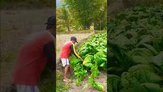 Petani panen daun segar untuk diolah #shorts