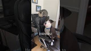 Rescue Pittie Thinks He's A Cat | The Dodo