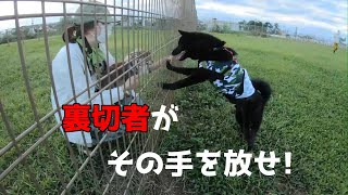 【甲斐犬】大好きな飼主が裏切ったら【チワワ】