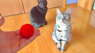 小さなボールが一瞬で巨大化する手品を猫達に見せてみたら。。