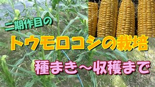 【家庭菜園】二期作目のトウモロコシの栽培－種まき～収穫まで－