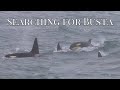 Searching for Busta the ORCA in Scotland