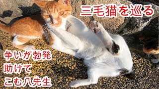 三毛猫（妹）をめぐる2匹の争いが始まった、これを止めれるのはこむ八先生しかいない。