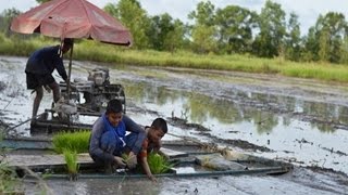 ปลูกข้าวแบบใหม่ใช้แพทำนา ช่วยลดต้นทุน ย่นระยะเวลา