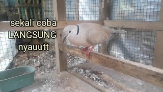 SUARA PANCINGAN AMPUH BURUNG PUTER LOKALAN