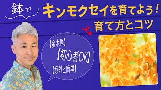 鉢でキンモクセイを育てよう！育て方のコツ【金木犀】【意外とカンタン】【初心者OK】