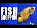 AQUARIUM FISH SHOPPING | The King of DIY