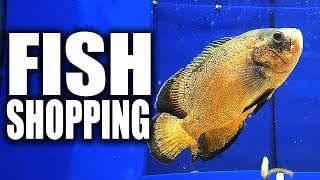 AQUARIUM FISH SHOPPING | The King of DIY