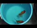 【金魚飼育】オランダ獅子頭の稚魚達～赤斑病かぁ……