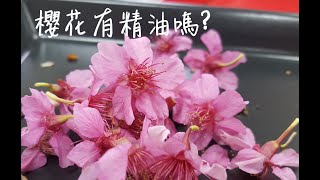 蘇菲芳香亂點子-櫻花精油純露製作