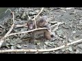 cute japanese macaque baby.かわいいニホンザルの赤ちゃん。