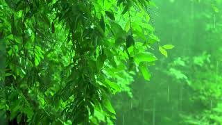 마음을 편안하게 해주는 부드러운 빗소리 ASMR _ 불면증과 숙면에 효과적인 비오는소리 - Rain Sounds - 자연의소리 - 힐링 - 휴식