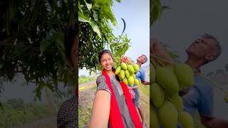 আজ গাছের সব আম পেড়ে ফেললাম❤️ #youtubeshorts #viralvideo #shorts #agriculture #village #mango