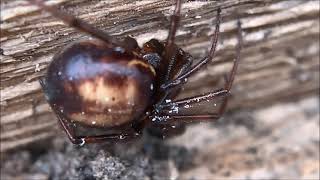 Steatoda... False Widow