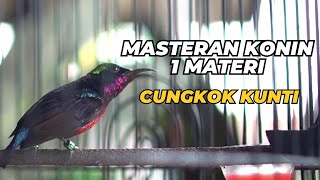 KOLIBRI NINJA GACOR MASTERAN KONIN 1 MATERI CUNGKOK KUNTI