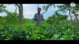 পানিউমদা চা বাগান,নবীগঞ্জ।। Paniumda Tea garden,Nabiganj