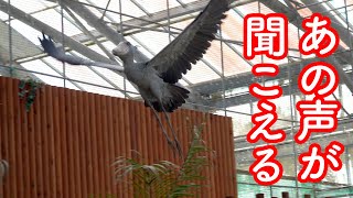 【感動】ハシビロコウふたばちゃんの特別な時間。【春のふたば31】spring futaba30 Futaba,the Shoebill ハシビロコウふたば　掛川花鳥園  2023年4月