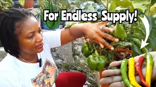 Want An endless Supply Of Peppers? Let me Show You  How. You Can do this no matter where you are!