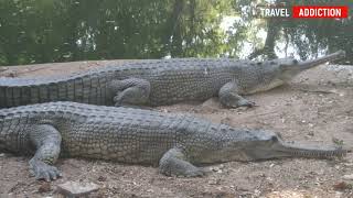 Sayaji Baug || Kamati Baug || Vadodara  Garden || Gujarat Tourism