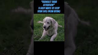 Easy Ways To Stop Your Dog From Biting: Redirect Their Attention