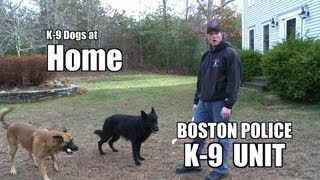 Boston Police K-9 Unit : Police Dogs at Home