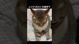 我が家の猫、さくらちゃんの紹介動画です。 #shorts #shortvideo #猫 #猫動画 #猫のいる暮らし #猫のいる生活 #猫好きさんと繋がりたい