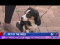 Meet our pet of the week