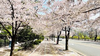 [Korea 4k HDR] 4k Walking Tour | Cherry Blossom Street Yeouido | 여의도 아름다운 벚꽃길