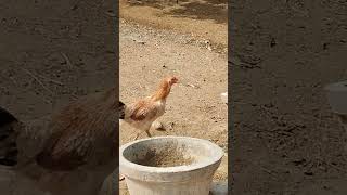 500 பத்தாது 5000 வாங்குங்க🤣🤣😂😂 #funny_chicken #chicken #kozhi_koothugal #funny