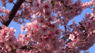 桜の若木が [2013-03-15] 満開／西武多摩湖線・空堀川橋梁＠SONY DSC-HX30V