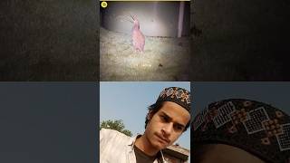 5 bird 🐦 sounds..💯#islamicvideo #tranding #1million #1k #100k 😮🔥💯✨