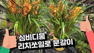 심비디움 리치쏘일로 분갈이