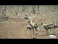 painted wolf single dad raises his pack after loosing partner to poacher