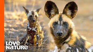 Painted Wolf Single Dad Raises His Pack After Loosing Partner to Poacher